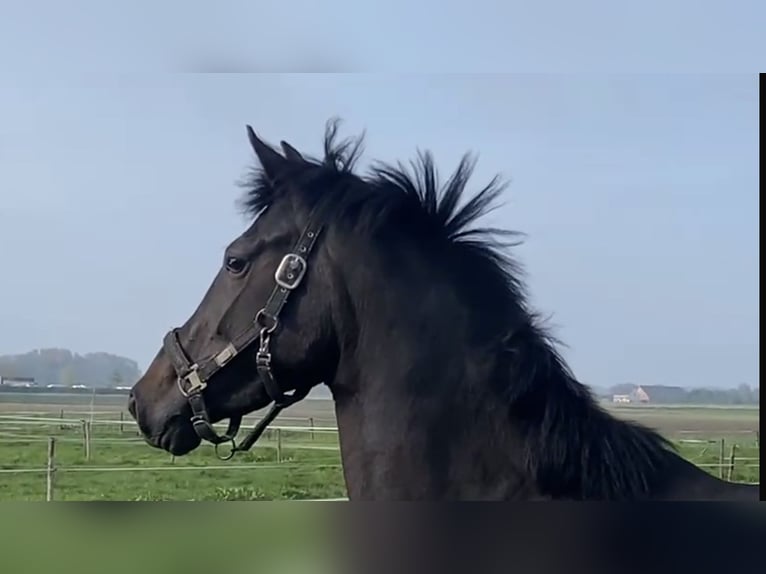 KWPN Mare 3 years 16 hh Smoky-Black in Aarle Rikstel
