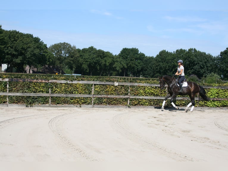 KWPN Mare 3 years 16 hh Smoky-Black in Oploo