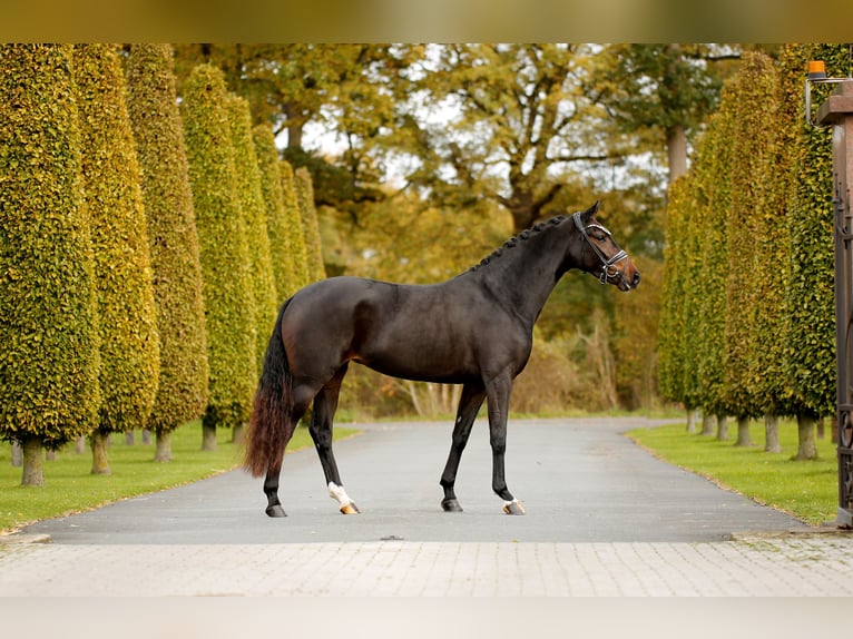 KWPN Mare 3 years 16 hh Smoky-Black in Steinfurt