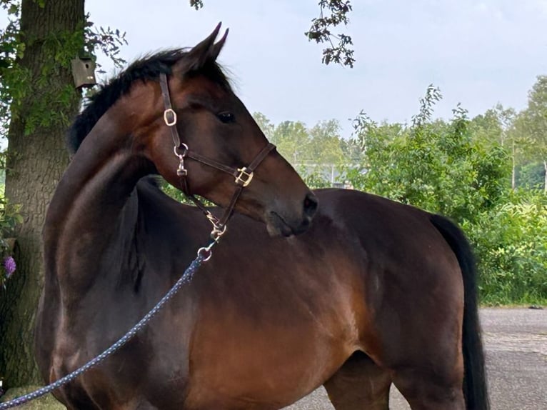 KWPN Mix Mare 3 years 16,1 hh Bay-Dark in Lattrop