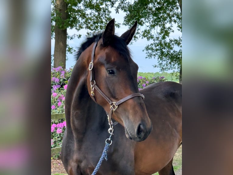 KWPN Mix Mare 3 years 16,1 hh Bay-Dark in Lattrop