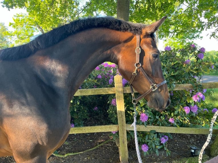 KWPN Mix Mare 3 years 16,1 hh Bay-Dark in Lattrop