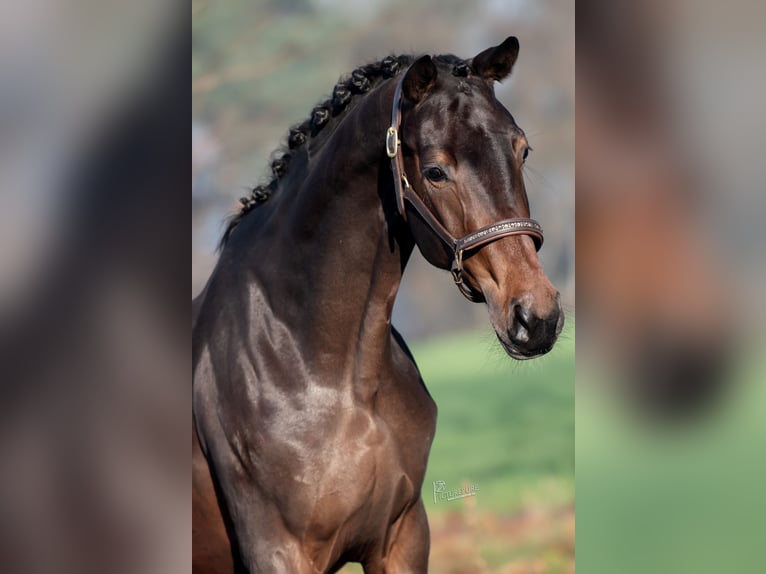 KWPN Mare 3 years 16,1 hh Bay-Dark in Peer