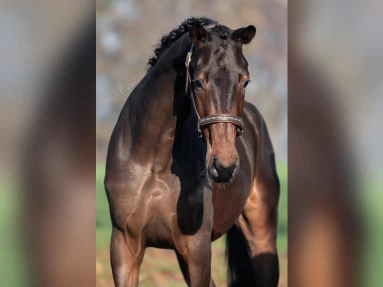 KWPN Mare 3 years 16,1 hh Bay-Dark in Peer