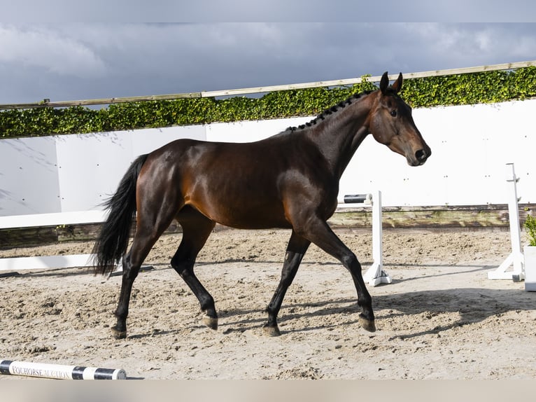 KWPN Mare 3 years 16,1 hh Bay-Dark in Waddinxveen