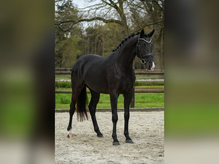 KWPN Mare 3 years 16,1 hh Black in Loon op Zand