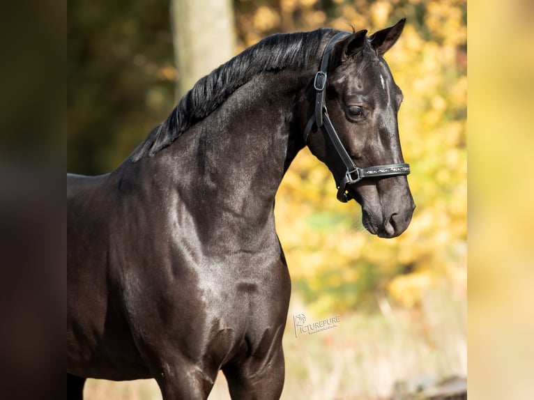 KWPN Mare 3 years 16,1 hh Black in Peer