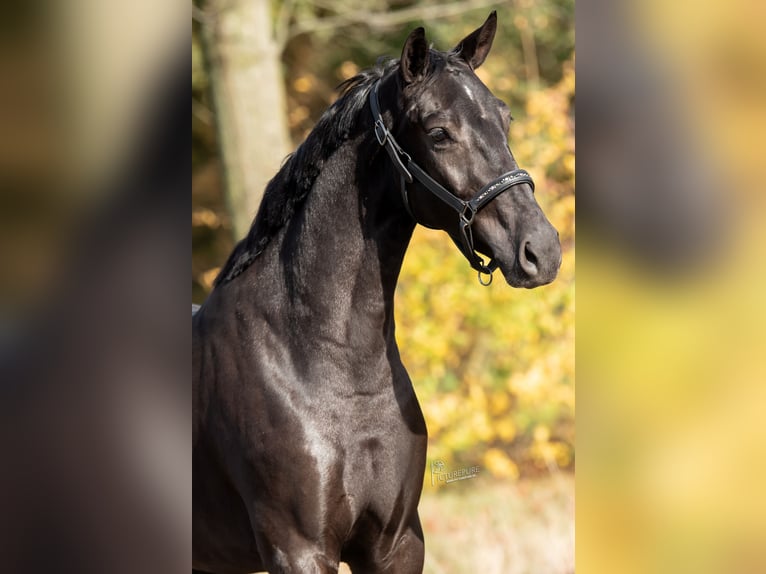 KWPN Mare 3 years 16,1 hh Black in Peer