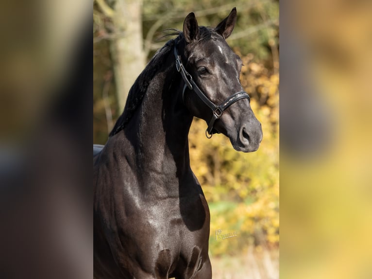 KWPN Mare 3 years 16,1 hh Black in Peer