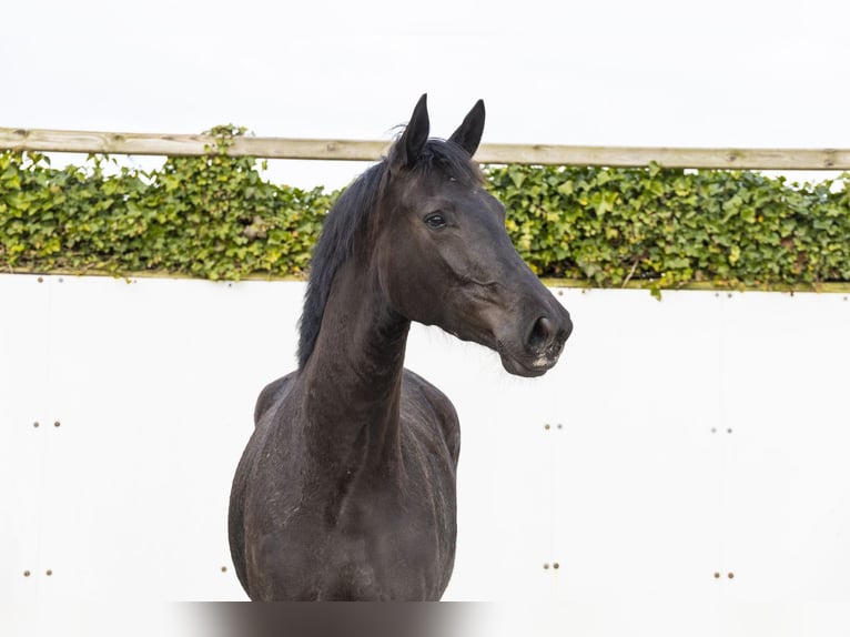 KWPN Mare 3 years 16,1 hh Black in Waddinxveen