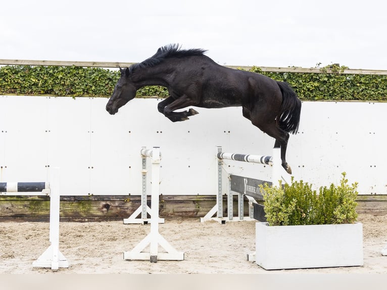 KWPN Mare 3 years 16,1 hh Black in Waddinxveen