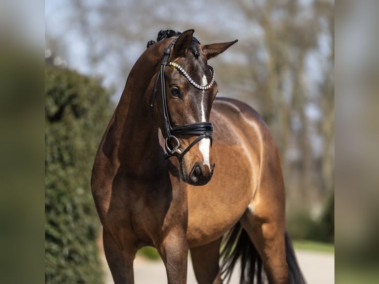 KWPN Mare 3 years 16,1 hh Brown in Lippetal