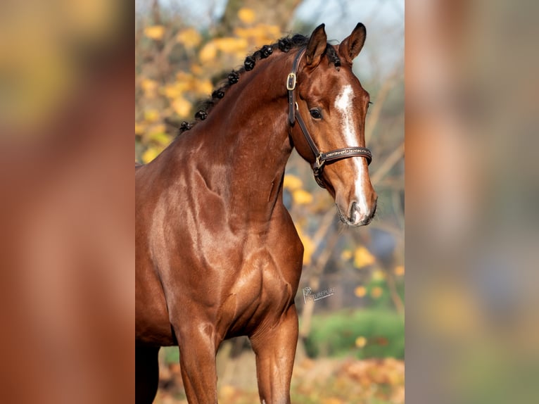 KWPN Mare 3 years 16,1 hh Brown in Peer