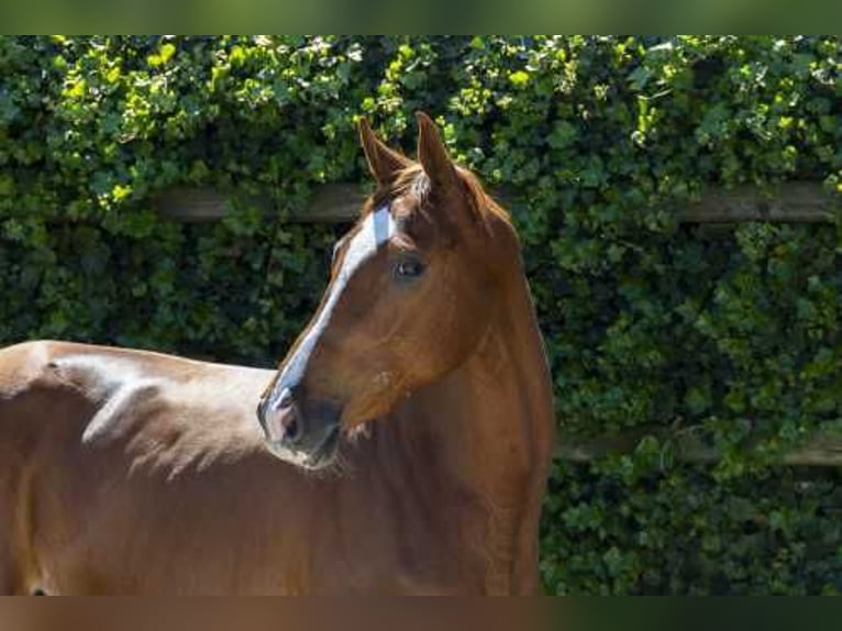 KWPN Mare 3 years 16,1 hh Brown in Waddinxveen