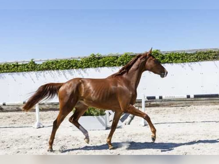 KWPN Mare 3 years 16,1 hh Brown in Waddinxveen