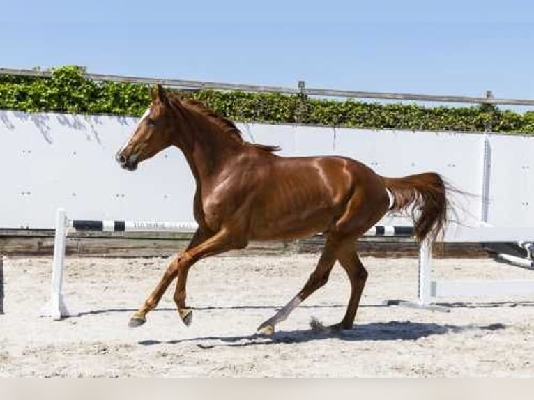 KWPN Mare 3 years 16,1 hh Brown in Waddinxveen