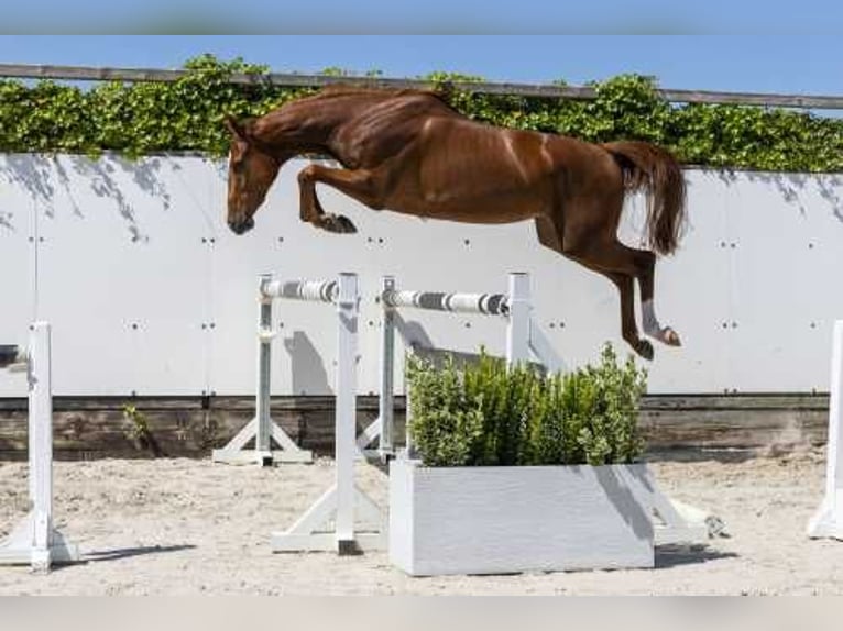KWPN Mare 3 years 16,1 hh Brown in Waddinxveen