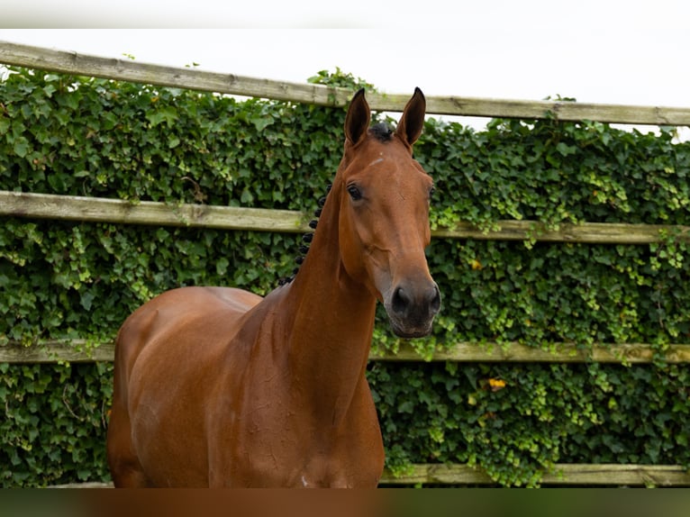 KWPN Mare 3 years 16,1 hh Brown in Waddinxveen
