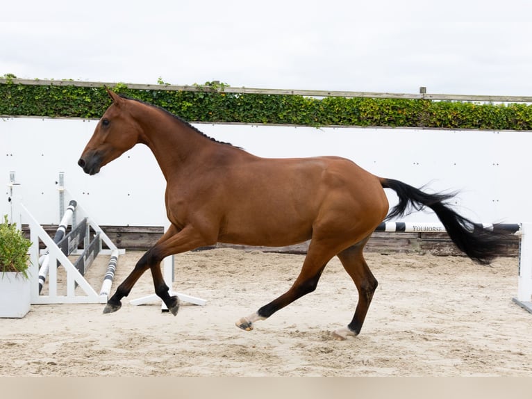 KWPN Mare 3 years 16,1 hh Brown in Waddinxveen