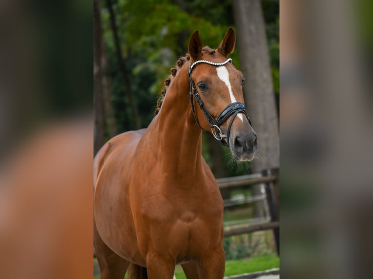 KWPN Mare 3 years 16,1 hh Chestnut-Red in Loon op Zand