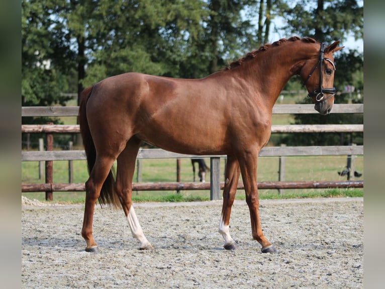KWPN Mare 3 years 16,1 hh Chestnut-Red in Xanten