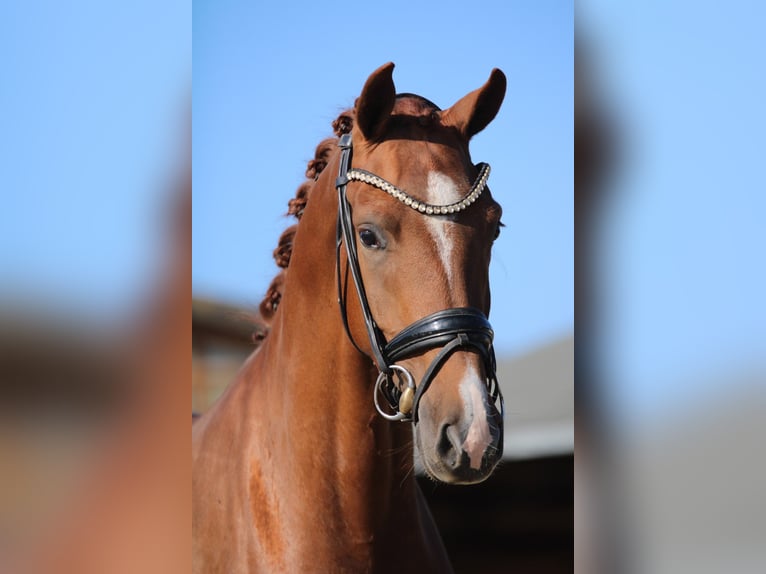 KWPN Mare 3 years 16,1 hh Chestnut-Red in Xanten