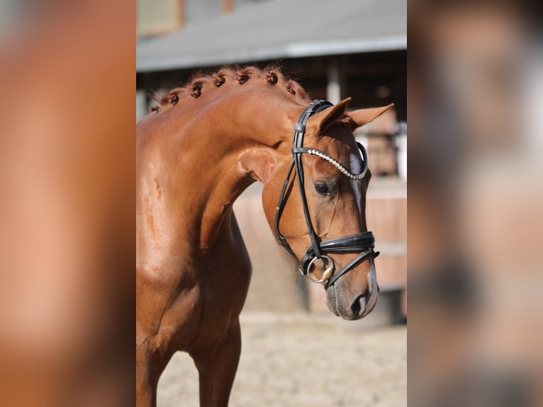 KWPN Mare 3 years 16,1 hh Chestnut-Red in Xanten
