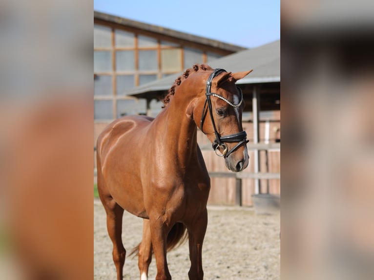KWPN Mare 3 years 16,1 hh Chestnut-Red in Xanten