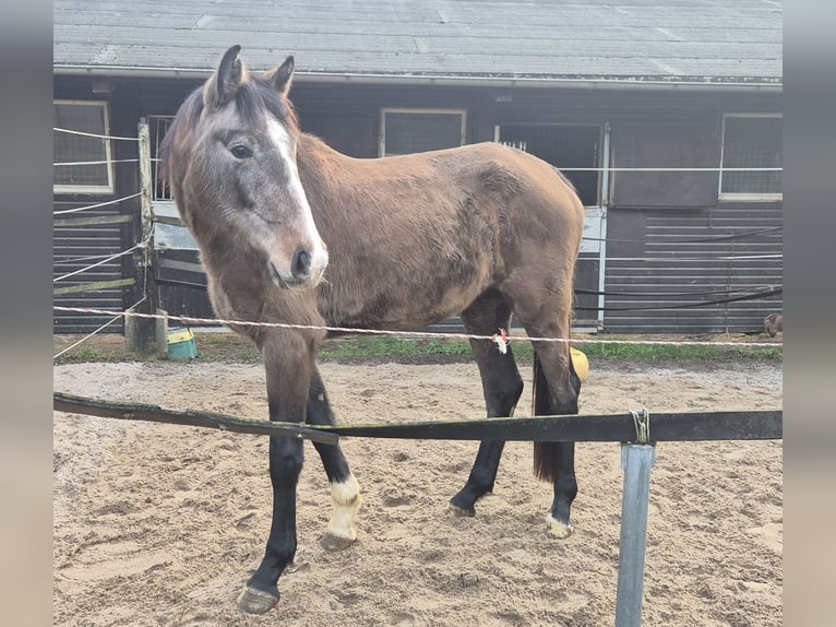 KWPN Mare 3 years 16,1 hh Grey-Red-Tan in Königsbach-Stein