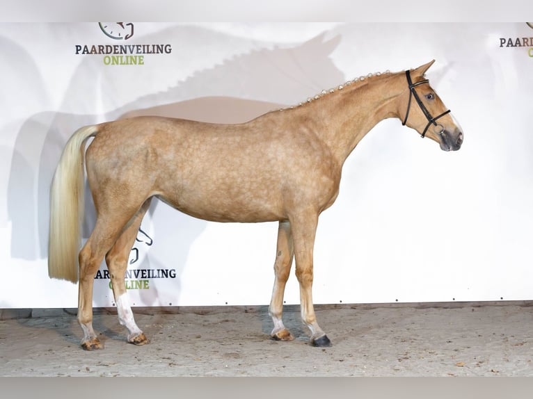 KWPN Mare 3 years 16,1 hh Palomino in Heerde