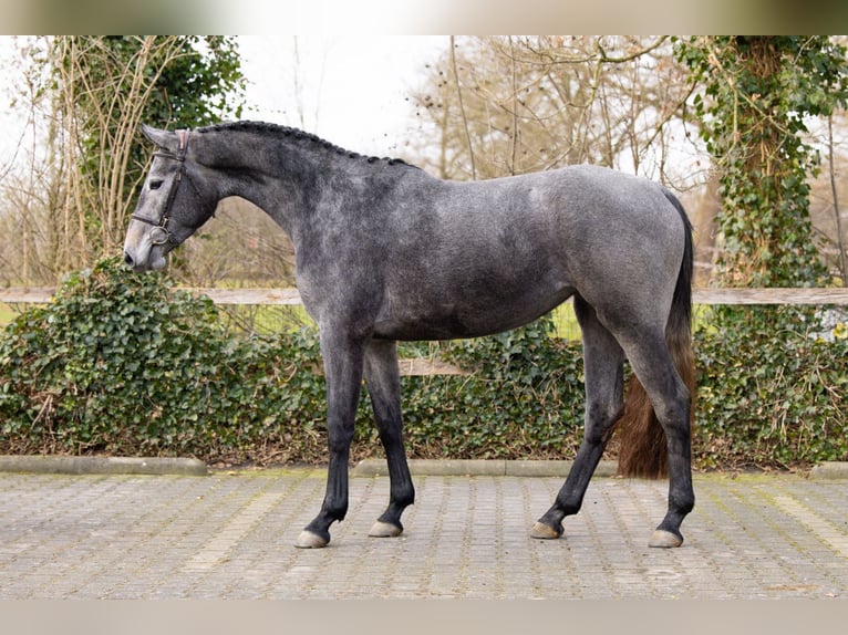 KWPN Mare 3 years 16,1 hh  in Heerde