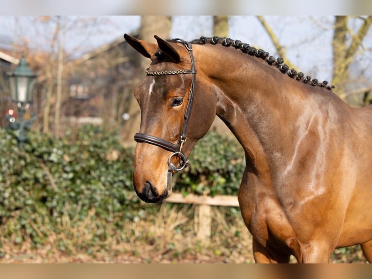 KWPN Mare 3 years 16,1 hh  in Heerde