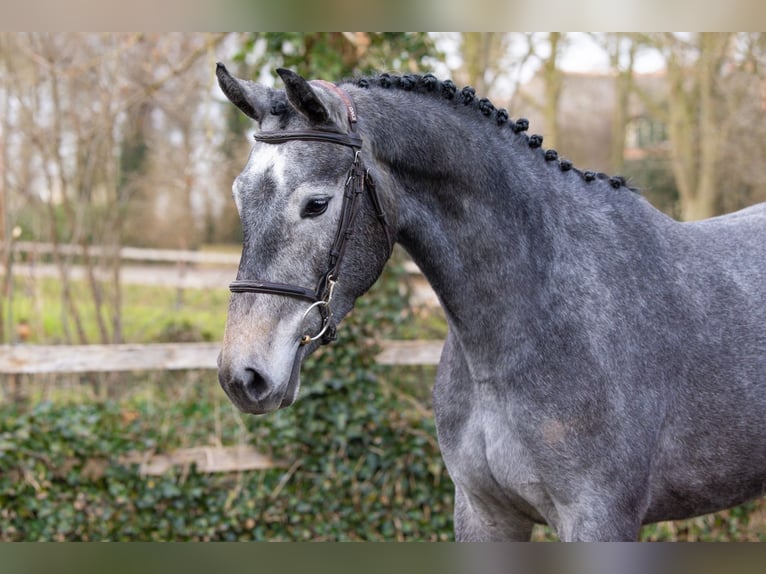 KWPN Mare 3 years 16,1 hh  in Heerde