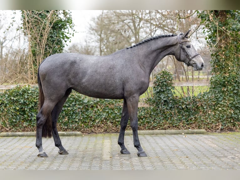KWPN Mare 3 years 16,1 hh  in Heerde