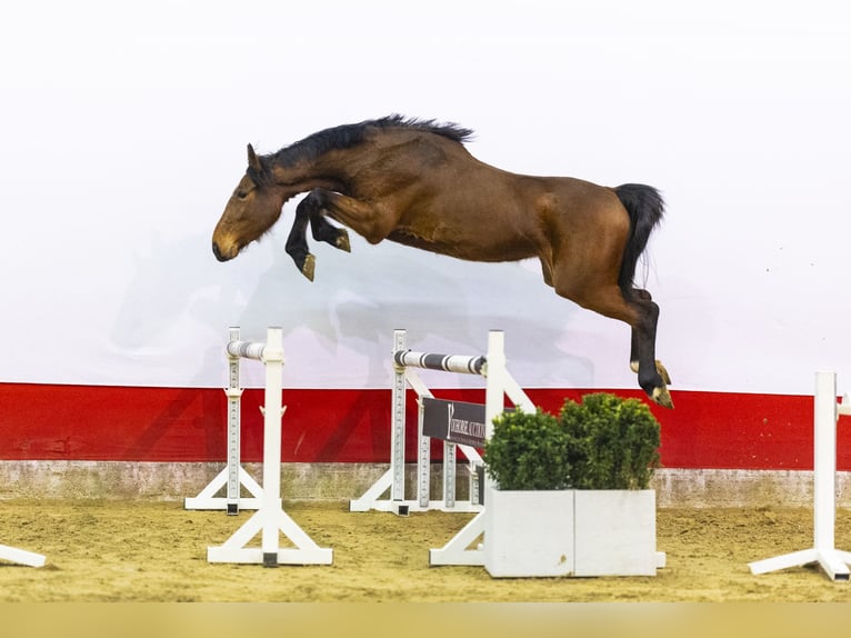 KWPN Mare 3 years 16,1 hh  in Waddinxveen