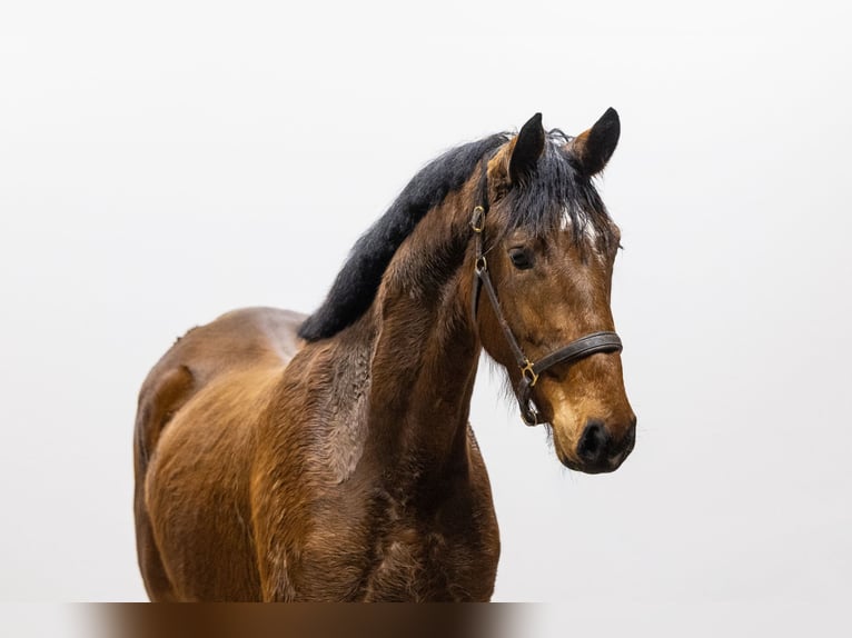 KWPN Mare 3 years 16,1 hh  in Waddinxveen