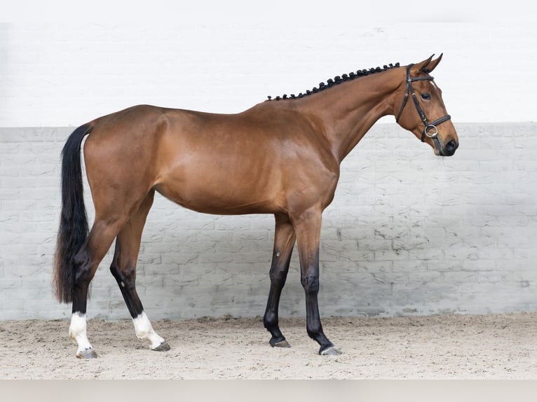 KWPN Mare 3 years 16,1 hh  in WK Heerde