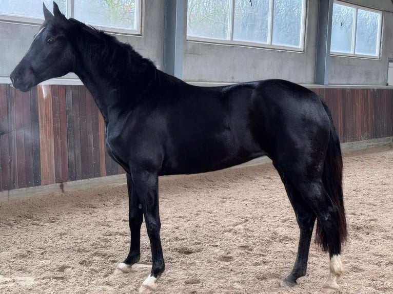 KWPN Mare 3 years 16,1 hh Smoky-Black in M&#xFC;nchen