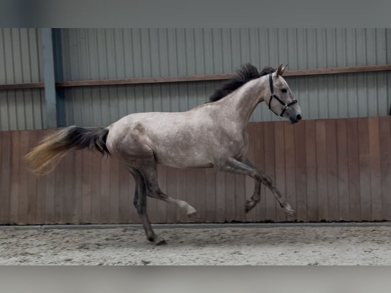 KWPN Mare 3 years 16,1 hh White in Zieuwent