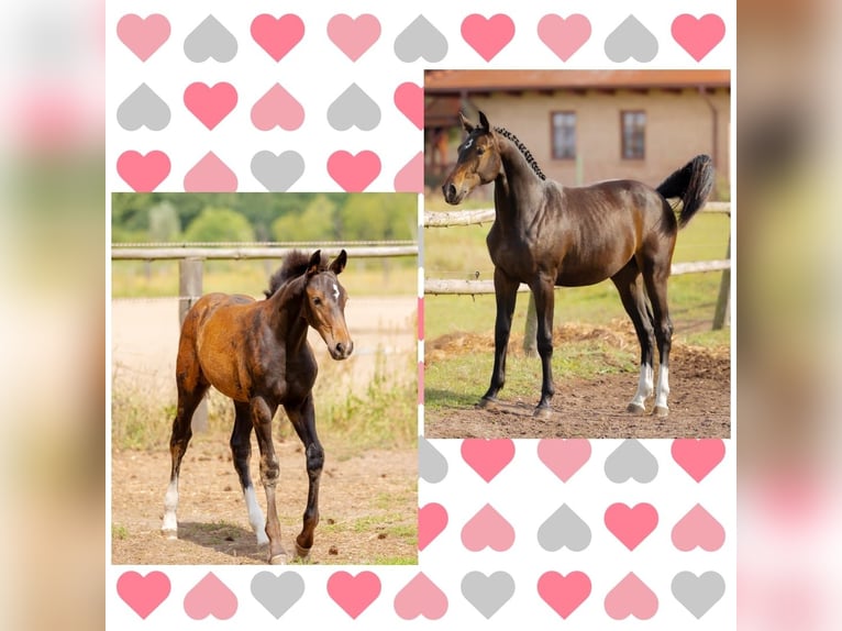 KWPN Mare 3 years 16,2 hh Bay-Dark in Osina