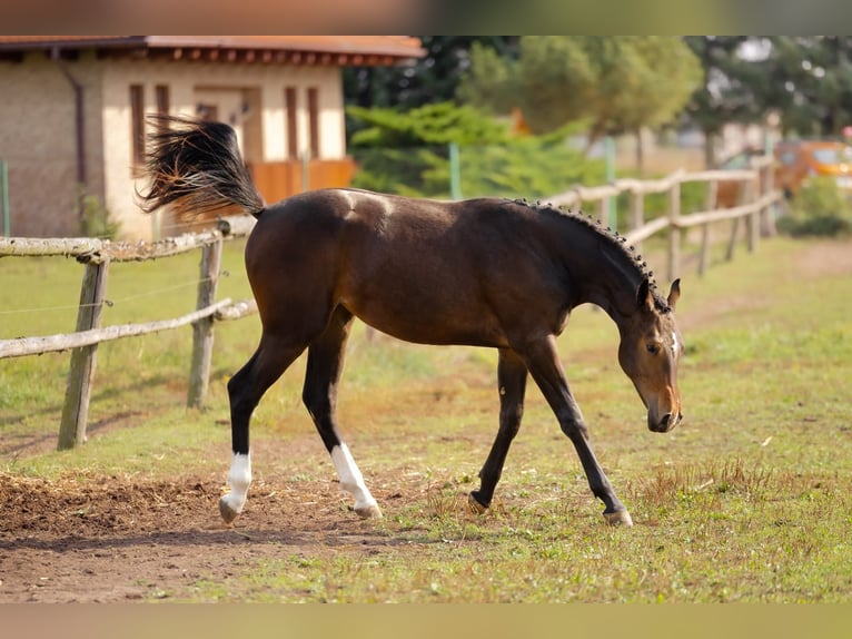 KWPN Mare 3 years 16,2 hh Bay-Dark in Osina
