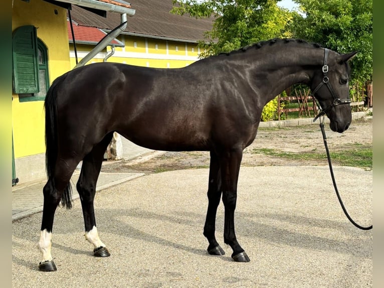 KWPN Mare 3 years 16,2 hh Black in Murska Soboda