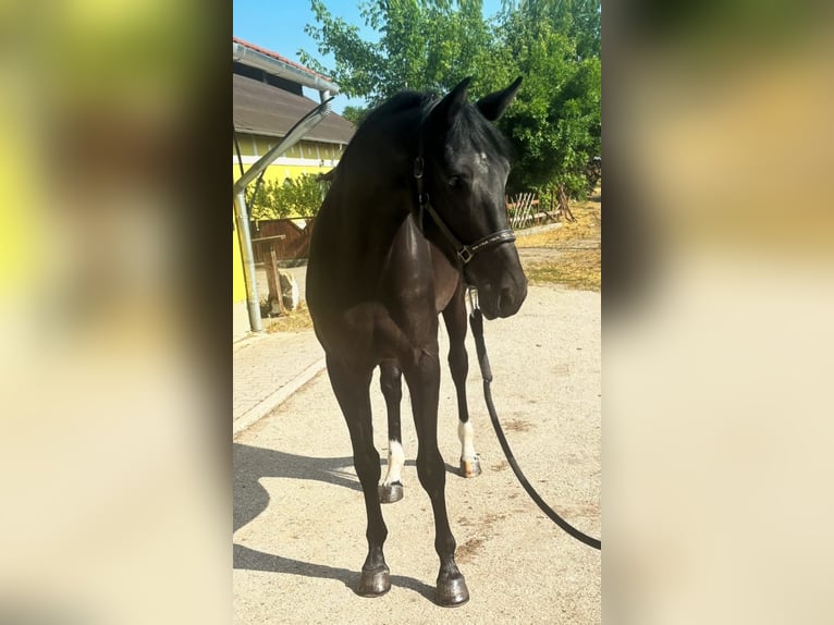 KWPN Mare 3 years 16,2 hh Black in Murska Soboda