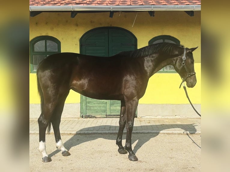 KWPN Mare 3 years 16,2 hh Black in Murska Soboda