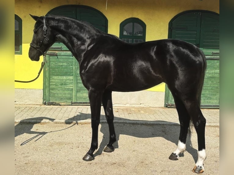KWPN Mare 3 years 16,2 hh Black in Murska Soboda