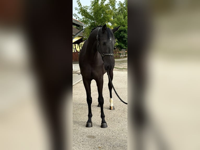 KWPN Mare 3 years 16,2 hh Black in Murska Soboda