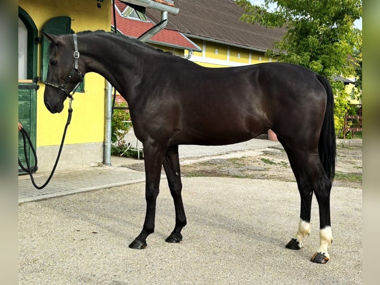 KWPN Mare 3 years 16,2 hh Black in Murska Soboda