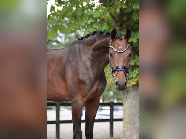 KWPN Mare 3 years 16,2 hh Brown in Xanten