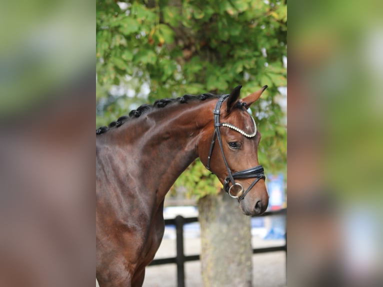 KWPN Mare 3 years 16,2 hh Brown in Xanten