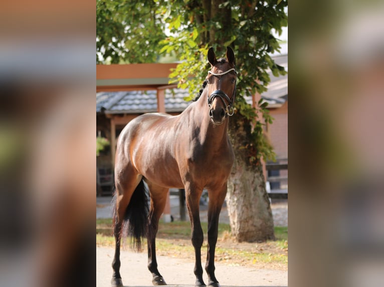 KWPN Mare 3 years 16,2 hh Brown in Xanten